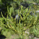 Image for article titled These Sequoia Trees Are Thriving 175 Miles South of Their Natural Range